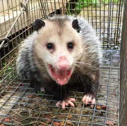 Possum Removal Services