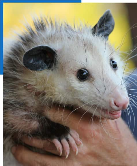 Possum Removal Canberra