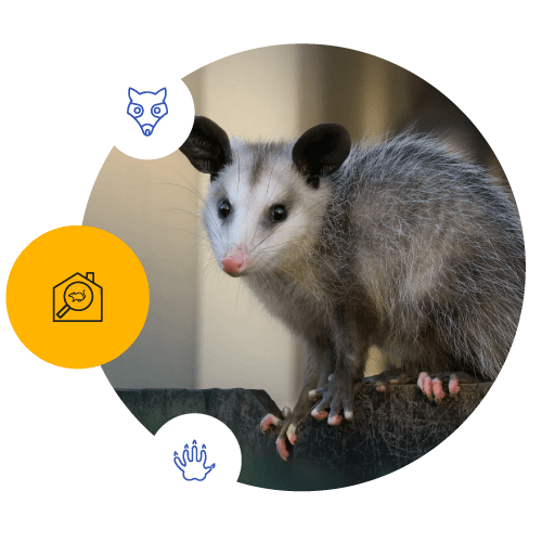 Professional Possum Removal Canberra