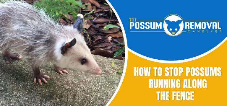 How To Stop Possums Running Along The Fence