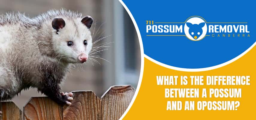 ossum And An Opossum
