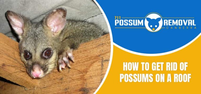 Possums On A Roof