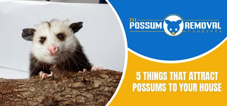 Possums To Your House