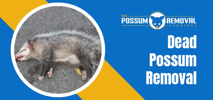 Dead Possum Removal Service
