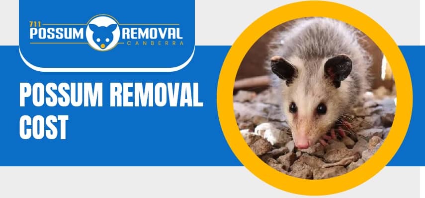 Possum Removal Service Cost