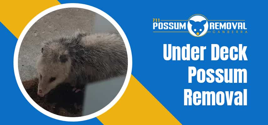 Under Deck Possum Removal Servises