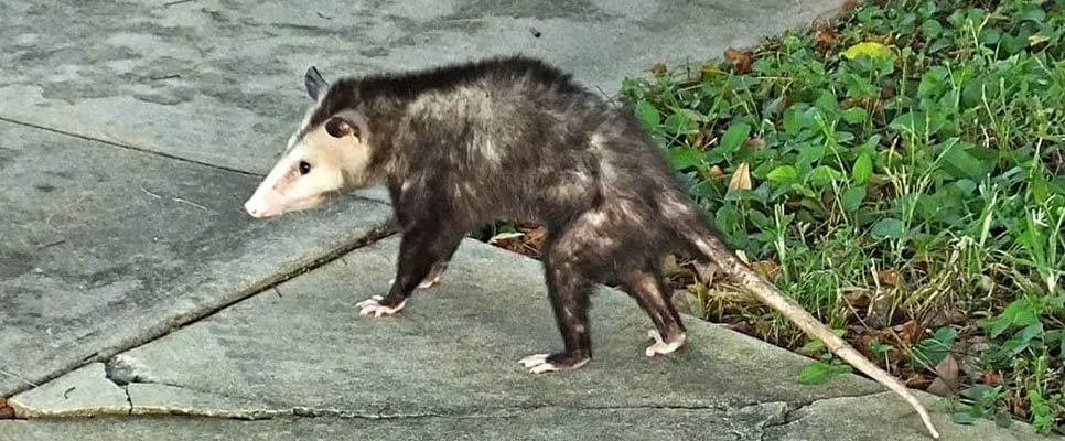 How To Remove Possum From My Garage