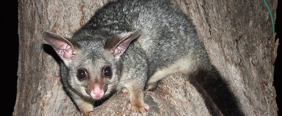 The Risks Of Leaving Possums In Your Roof
